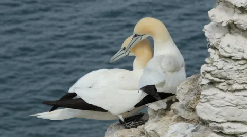 Gannets at Bempton Cliffs, England Video stock 50022700
