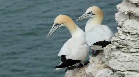 Gannets at Bempton Cliffs, England Stock Footage 50032089