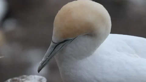 Gannets bird close-up Stock Footage 301278633