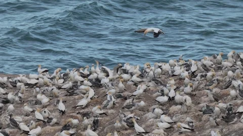 Gannets bird colony. Stock Footage 301278678
