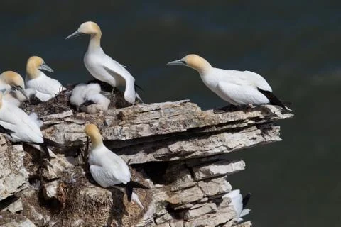 Gannets with chick nesting on Scale Nab part of Bempton Cliffs, near Flamboro Stock Photos