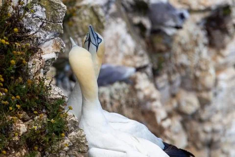 Gannets with chick nesting on Scale Nab part of Bempton Cliffs, near Flamboro Stock Photos
