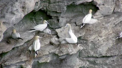 Gannets with chicks Stock Photos