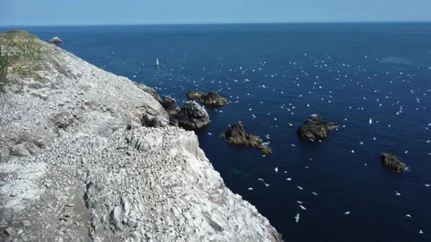 Gannets circling and landing on rocks 動画素材 166301377