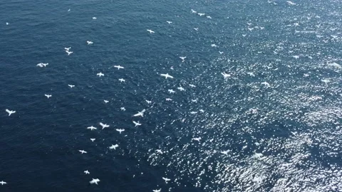 Gannets circling over sparkling ocean 動画素材 166301702
