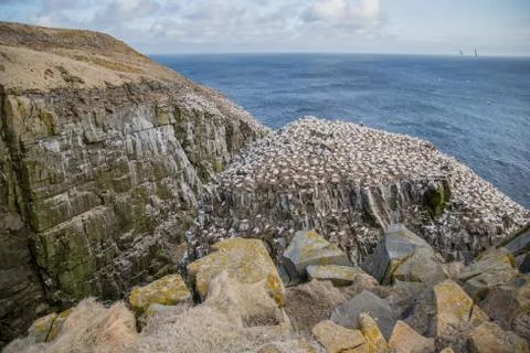 Gannets on Cliffside by the Sea Stock Photos