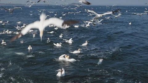 Gannets diving for fish thrown from a boat Stock Footage 276384234