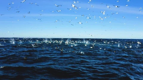 Gannets diving into Sardine Run bait balls, Eastern Cape South Africa Stock Footage 117344846