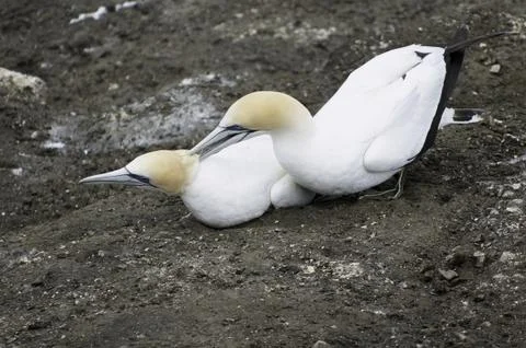 Gannets during the nesting and breeding season in Muriwai Beach Fotos Stock