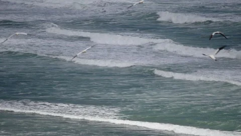 Gannets Fly Over Big Waves in New Zealand Stock Footage 340185048