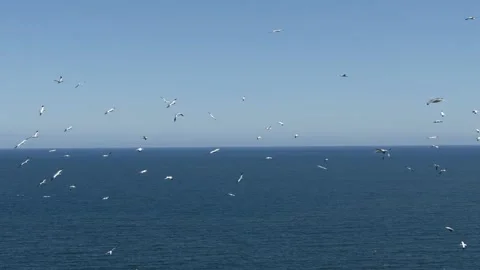 Gannets flying in slow motion at Bempton Cliffs North Yorkshire,UK Stock-Footage 135442790