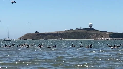 Gannets Stock Footage 197769267