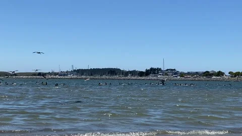 Gannets Stock Footage 197770442