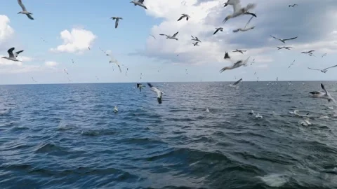 Gannets Stockbeeldmateriaal 231801139