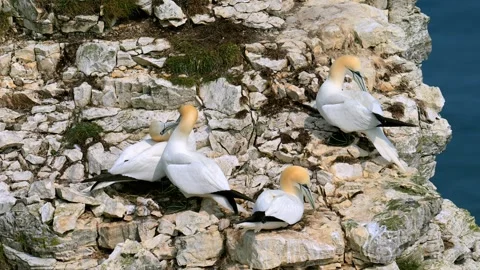 Gannets mating at Bempton Cliffs, in springtime. Stock Footage 321461622