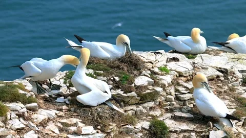 Gannets mating at Bempton, in springtime. Stock Footage 321461626