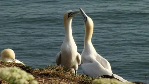 Gannets (Morus bassanus) Bill rubbing courting/bonding behaviour Stock Footage 208627355