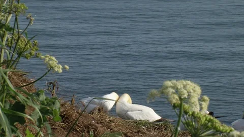 Gannets (Morus bassanus) Bill rubbing courting/bonding behaviour Stock Footage 208655183