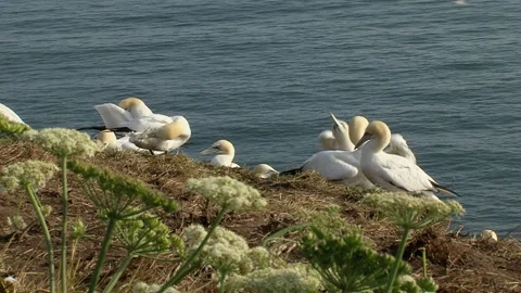 Gannets (Morus bassanus)  colony behaviour on cliffs Stock Footage 208646513