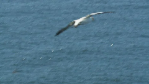 Gannets (Morus bassanus)  soaring over the sea waggles tail Stock Footage 208656165