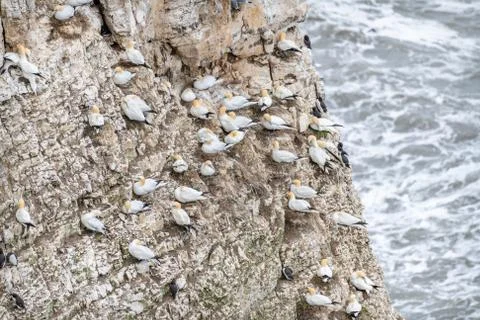 Gannets Nesting at Bempton Cliffs, Yorkshire, England Stock Photos