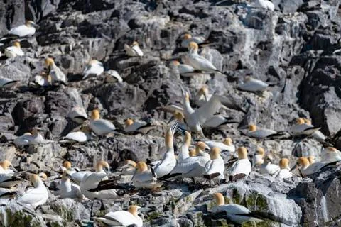 Gannets Nesting Stock-Fotos