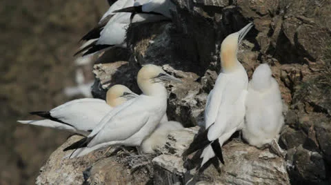 Gannets Nesting at Troup Head, Scotland Video stock 25849656