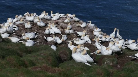 Gannets Nesting at Troup Head, Scotland Video stock 75332823