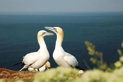 Gannets perform a Gannet dance when their mate returns from sea. Morus bassan Stock Photos