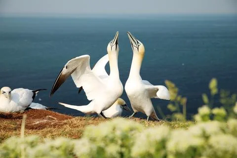 Gannets perform a Gannet dance when their mate returns from sea. Morus bassan Stock Photos