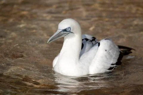 Gannets Stock Photos