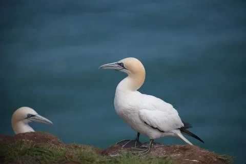 The gannets 库存照片