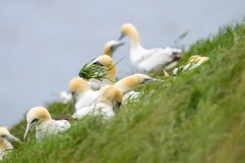 Gannets picking up grass with there beaks on near Bempton Cliffs, near Flambo Foto stock