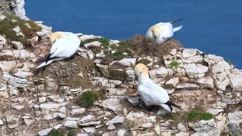 Gannets preening themselves, on their nests, at Bempton Cliffs. Stock Footage 321461652
