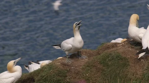 GANNET'S RSPB BEMPTON CLIFFS Stock-Footage 70701814