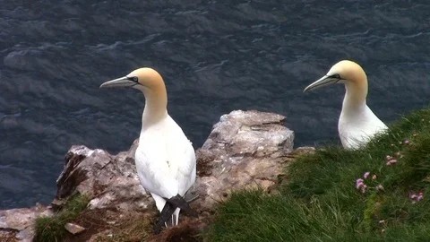 Gannets (Sula) on the ocean cliffs in Scotland Video stock 110737465