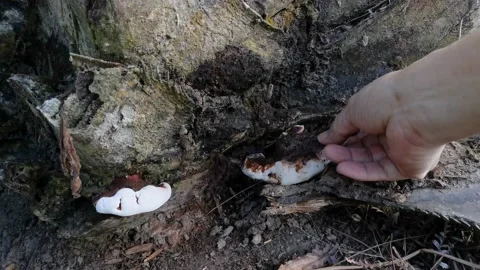 Ganoderma applanatum 스톡 동영상 150251095