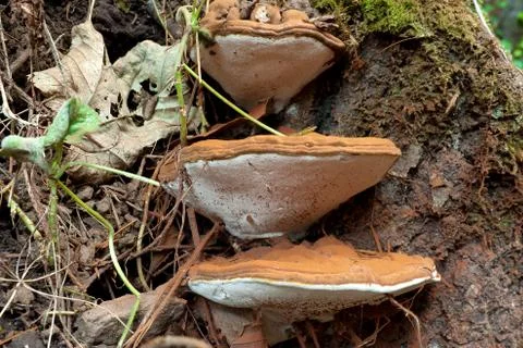 Ganoderma Applanatum fungi Stock Photos