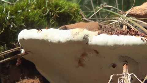 Ganoderma applanatum mushroom, birch stump, forest, summer 2025, Ukraine. Stock Footage 315983120