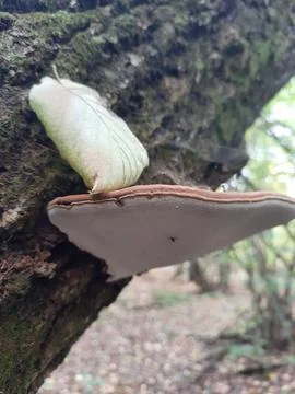 Ganoderma applanatum mushroom, dry tree trunk,autumn, nature of Ukraine. Foto stock
