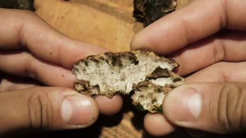 Ganoderma applanatum mushroom Stock Footage 142274256