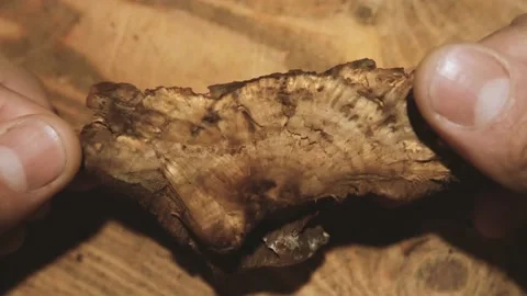 Ganoderma applanatum mushroom Stock Footage 142274261