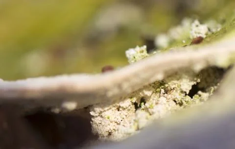 Ganoderma applanatum Stock Photos