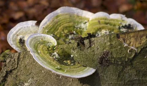 Ganoderma applanatum Stock Photos