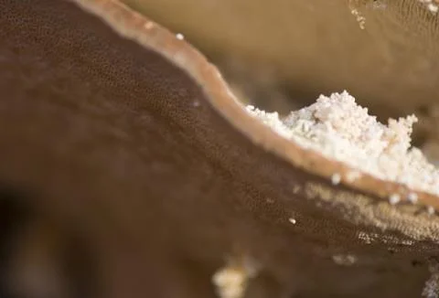 Ganoderma applanatum Stock Photos