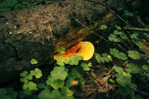 Ganoderma applanatum Stock Photos