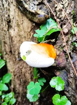 Ganoderma curtisii Stock Photos