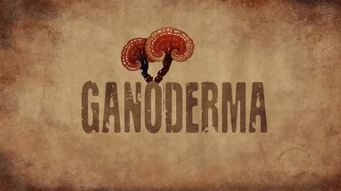 Ganoderma Stock Illustration