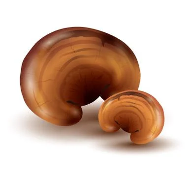 Ganoderma lucidum Stock Illustration