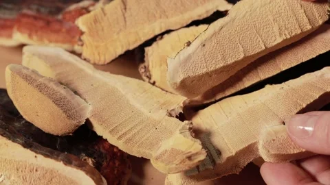 Ganoderma lucidum mushroom (also called as Reishi mushroom or Lingzhi mushroom) Stock Footage 152794144